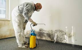 Why You Should Choose Our Mold Remediation Services in Commerce City, CO