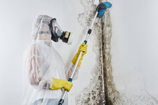 Mold Documentation for Insurance Claims in Commerce City, CO