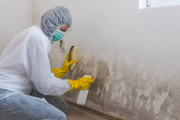 Best Industrial Mold Remediation  in Mmerce City, CO