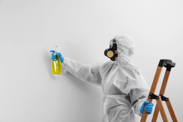 Environmental Consulting for Mold Prevention in Commerce City, CO